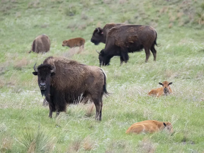 Bison and bison calves amid the grass of Wolakota Buffalo Range
