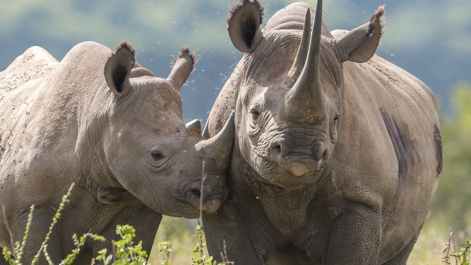 Black rhino mother and calf stand near each other