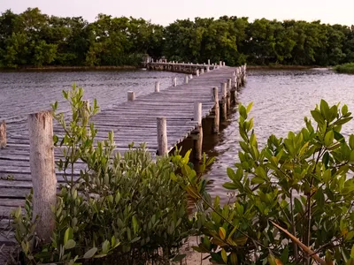 A woooden dock protrudes into the water surrounded by mangrove trees west of Dzilam de Bravo, Yucatan, Mexico