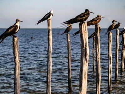 Frigatebirds and comarants perch on top wooden pilings in the waters of Dzilam de Bravo in Yucatan, Mexico