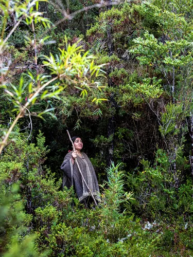 An indigenous woman leads a hike through a forest in Chile.