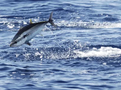 An Atlantic Bluefin tuna feeds in the Mediterranean Sea