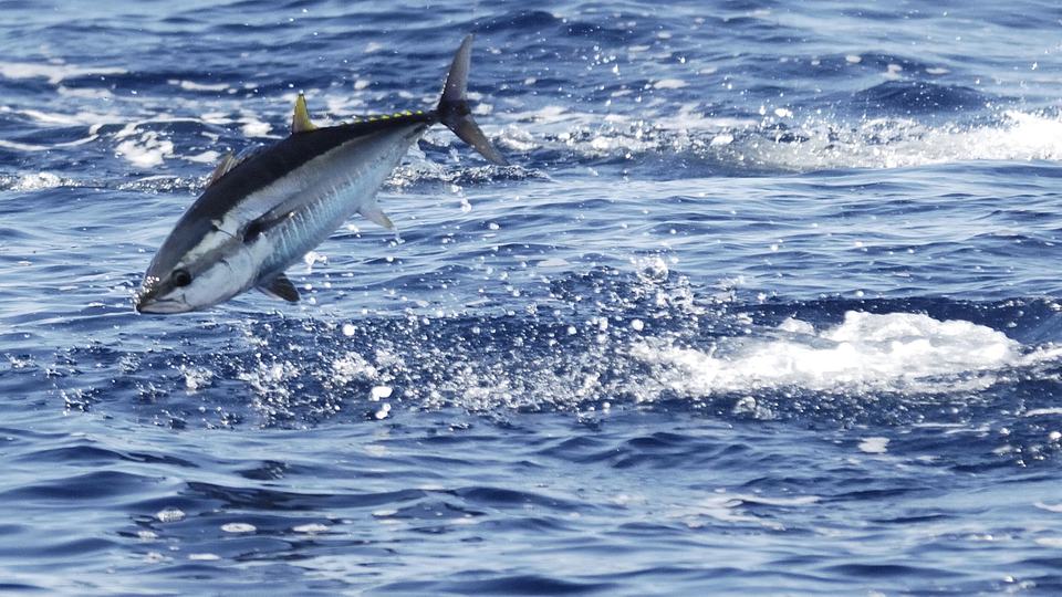 An Atlantic Bluefin tuna feeds in the Mediterranean Sea