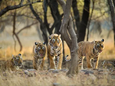A tiger family of four in the early morning light inside Rathambhore National Park, India