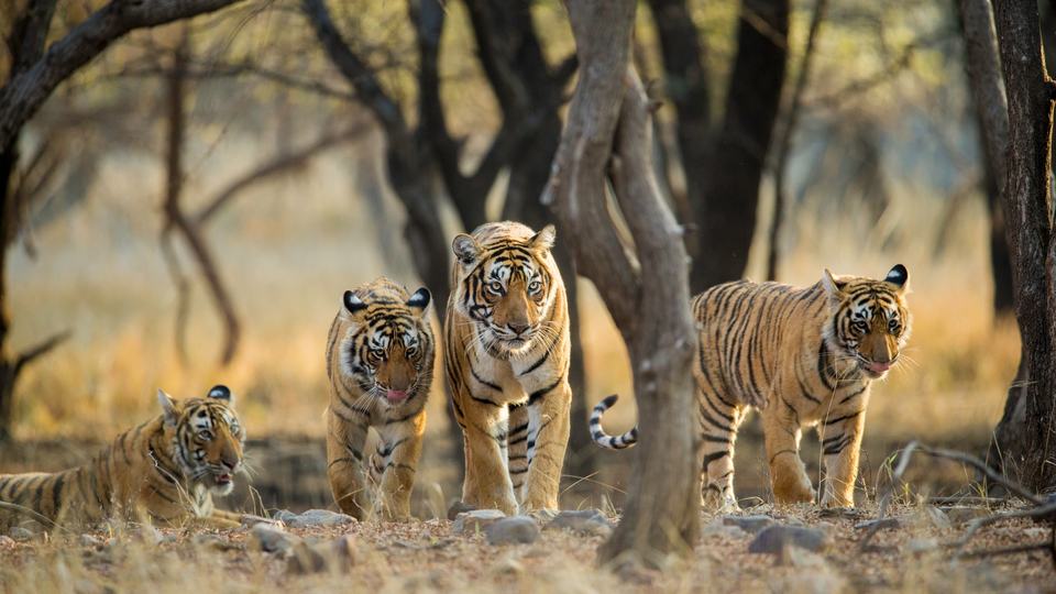 A tiger family of four in the early morning light inside Rathambhore National Park, India