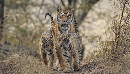 A tigress and her two cubs walk on a small path through dry grass.