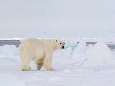 A polar bear walks across the snow with a sliver of ocean in the background and a gray sky