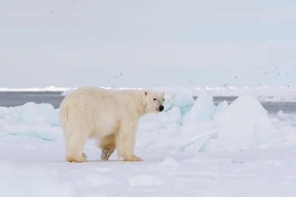A polar bear walks across the snow with a sliver of ocean in the background and a gray sky