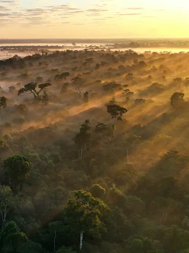 The sun rises in the right side of the image, illuminating mist and trees over forest