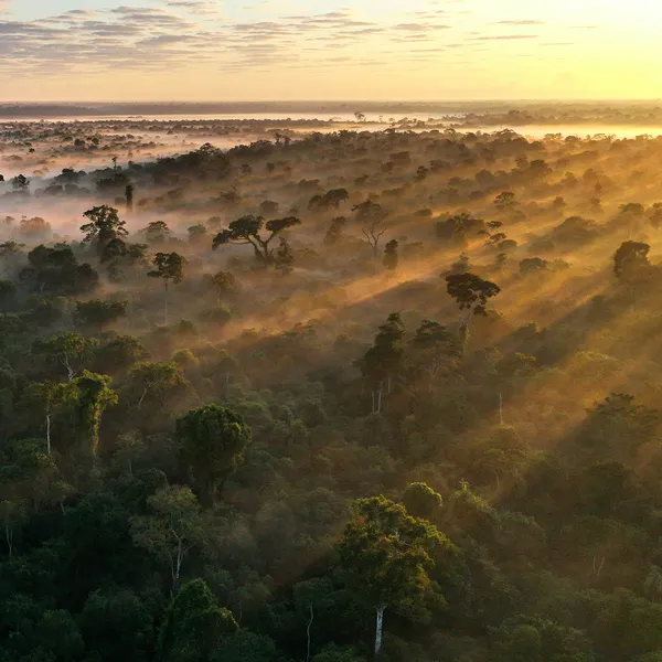 The sun rises in the right side of the image, illuminating mist and trees over forest