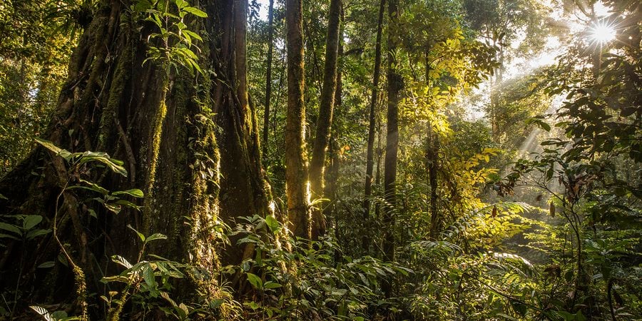 Sunlight cuts through trees in tropical rain forest in Sabah, Malaysia Borneo