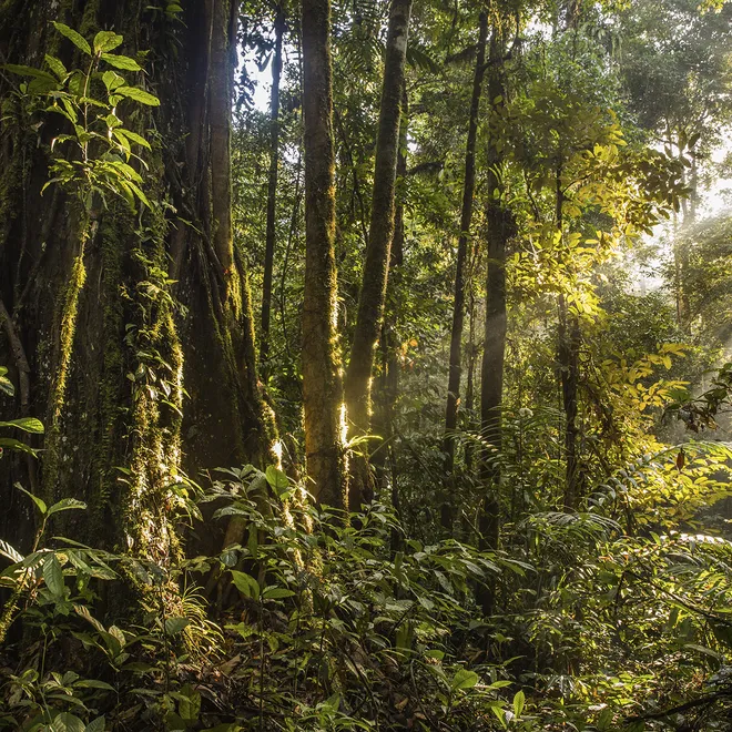 Sunlight cuts through trees in tropical rain forest in Sabah, Malaysia Borneo