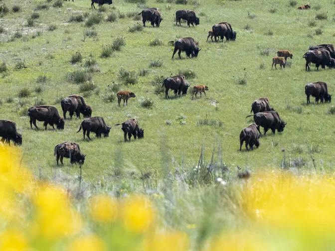 View of bison in field of Wolakota Buffalo Range with yellow wildflowers in the foreground