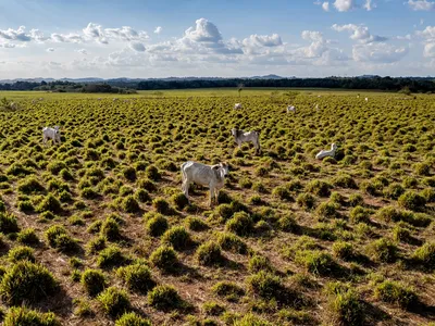 Several cows dot a landscape in the Brazilian Amazon, deforested for extensive cattle ranching