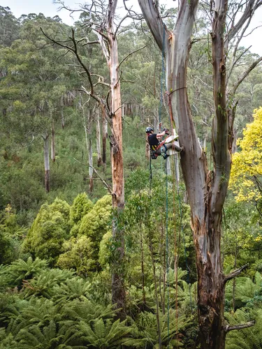 Photo showing person attaching nestbox high in a tree