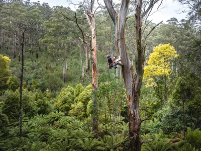 Photo showing person attaching nestbox high in a tree