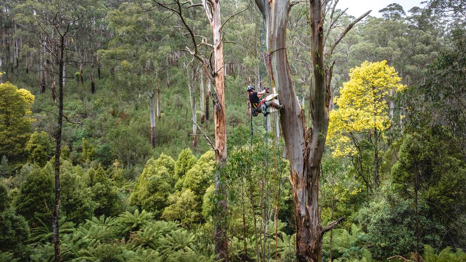 Photo showing person attaching nestbox high in a tree