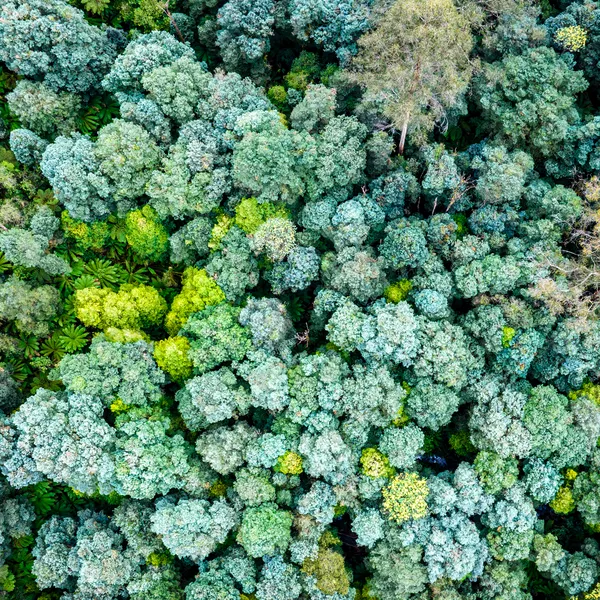 Aerial photo of a dense forest