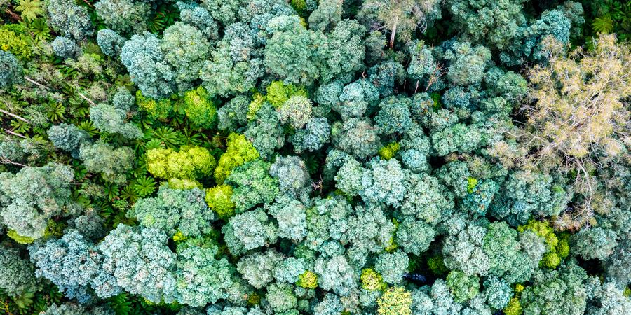 Aerial photo of a dense forest
