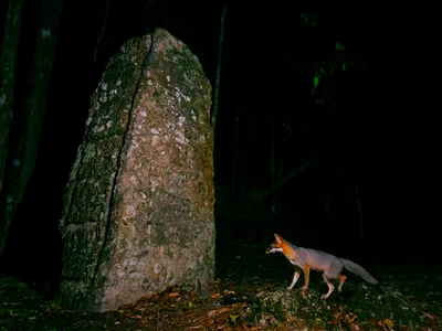 Nighttime photo of a fox near a stone ruin