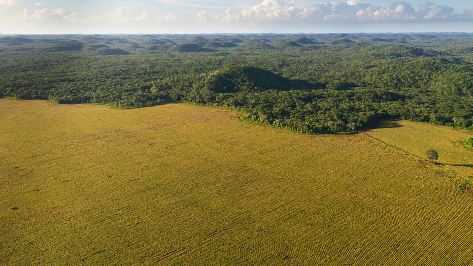 Aerial photo of the edge of a cultivated field and a forest