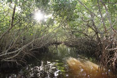 A view looking into the San Felipe mangrove forest in Ria Lagartos Biosphere Reserve in Yucatan, Mexico