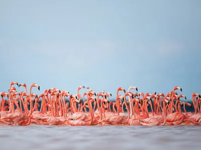 A flock of flamingos hug the coastline inside the Ria Lagartos Biosphere Reserve in Yucatan, Mexico
