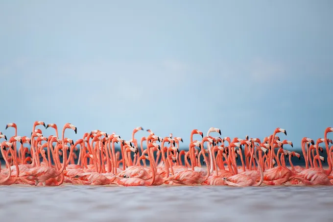 A flock of flamingos hug the coastline inside the Ria Lagartos Biosphere Reserve in Yucatan, Mexico