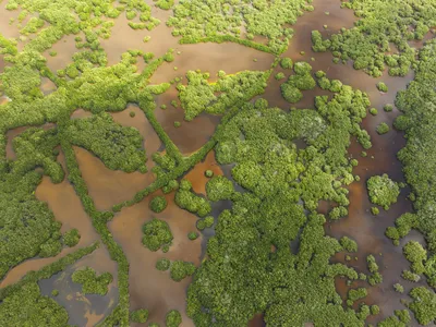 An aerial view of water and mangroves in the Ria Lagartos Biosphere Reserve in Yucatan, Mexico