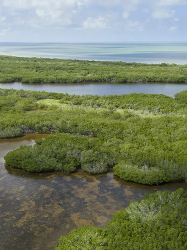 Aerial view of Ria Lagartos Biosphere Reserve with lush mangrove forests and clear waters in Yucatan, Mexico