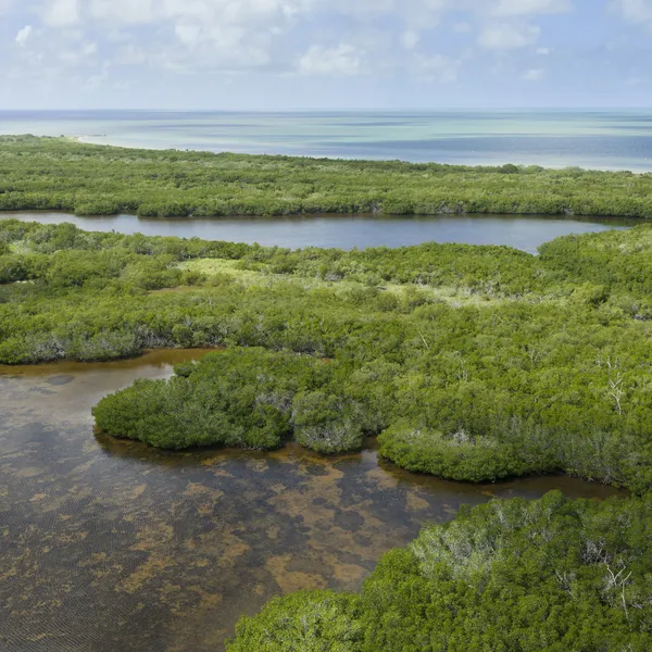 Aerial view of Ria Lagartos Biosphere Reserve with lush mangrove forests and clear waters in Yucatan, Mexico
