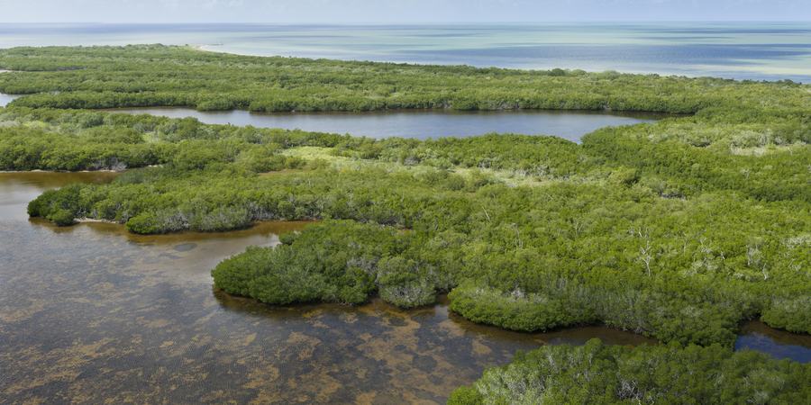 Aerial view of Ria Lagartos Biosphere Reserve with lush mangrove forests and clear waters in Yucatan, Mexico