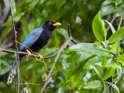 A blue and black feathered, yellow-billed Yucatan jay sits on a branch