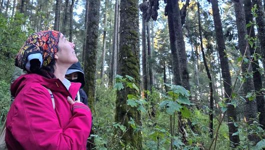 A woman looks into the forest at countless Monarch butterflies
