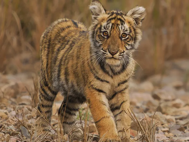Tiger cub standing in grassland