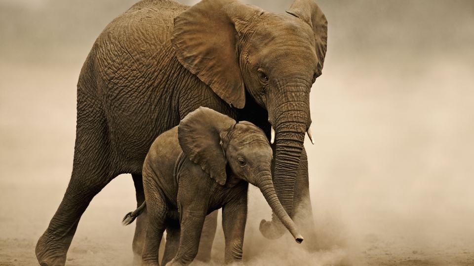 An adult female elephant steers a young calf inside Amboseli National Park, Kenya