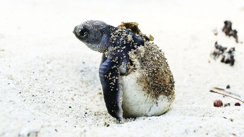 A green turtle hatches on the white sands beaches of Mafia Island Marine Park, Tanzania
