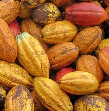Cacao seeds