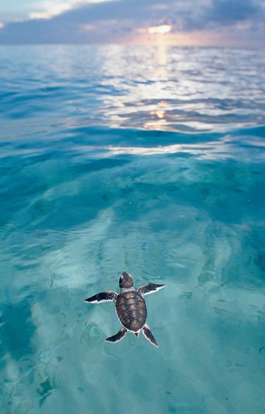 A turtle hatchling swims in blue ocean water toward the sunrise