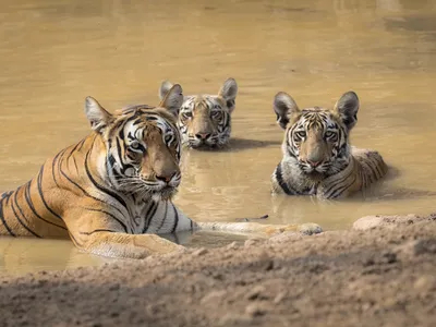A mother tiger and her two cubs rest in a watering hole inside the Tadoba Andhari tiger reserve, India