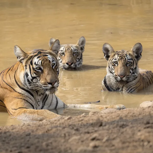 A mother tiger and her two cubs rest in a watering hole inside the Tadoba Andhari tiger reserve, India