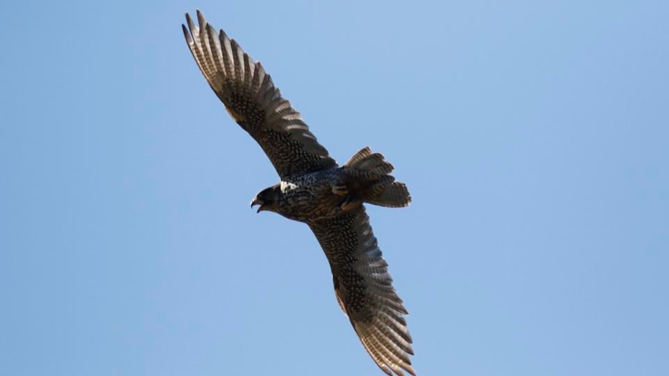 A gyrfalcon with wings at full span flies against a clear blue sky