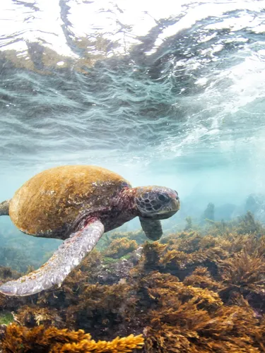 a green sea turtle swims underwater near Floreana Island, Galapagos, Ecuador