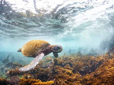 a green sea turtle swims underwater near Floreana Island, Galapagos, Ecuador