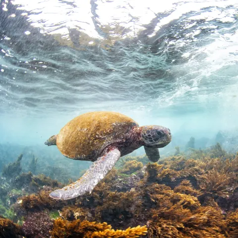 a green sea turtle swims underwater near Floreana Island, Galapagos, Ecuador