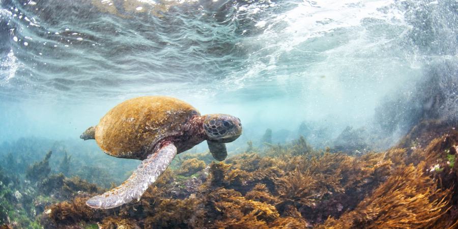a green sea turtle swims underwater near Floreana Island, Galapagos, Ecuador