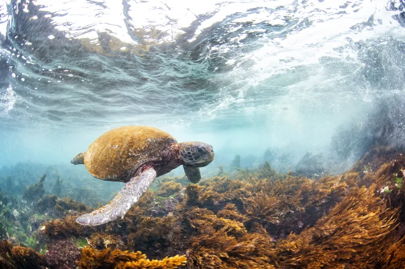 a green sea turtle swims underwater near Floreana Island, Galapagos, Ecuador