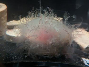 Osedax Japonicus has a light pink center with whispy white threads all around it on a dark background