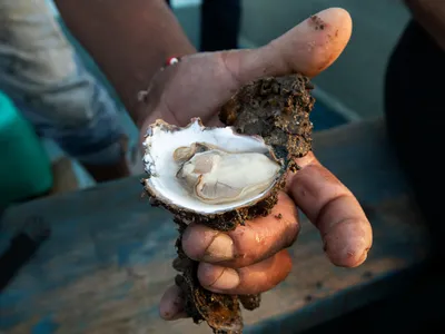 Hand holding opened oyster