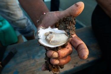 Hand holding opened oyster